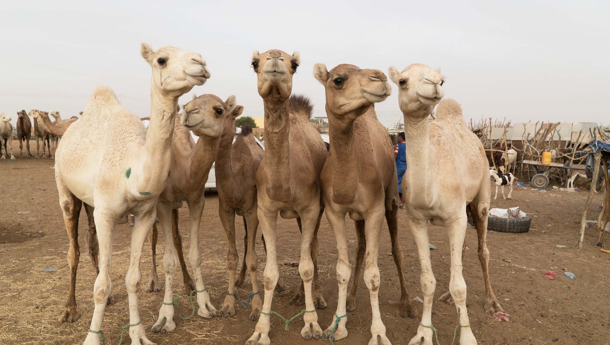 Somalia battles mysterious animal disease, a threat to livestock and human health