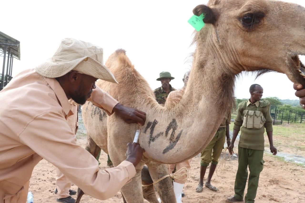 Samburu communities affected by drought to benefit from camel restocking programme