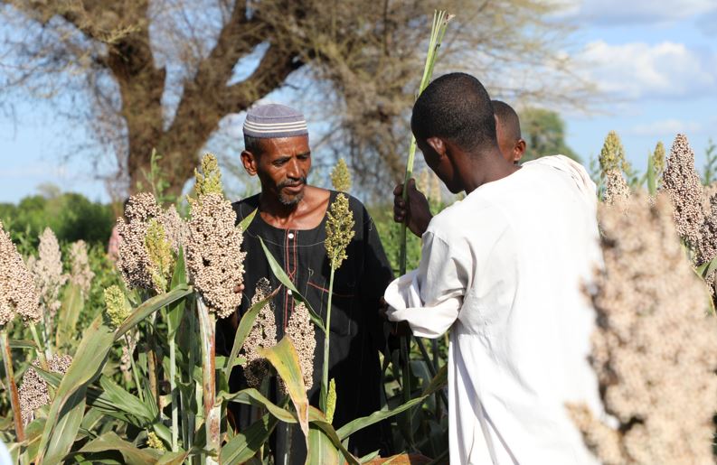 Escalating food security crisis in Sudan sparks urgent call for action - FAO