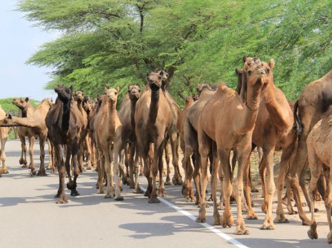 Multi-agency security operation recovers 201 camels and 300 goats in Isiolo
