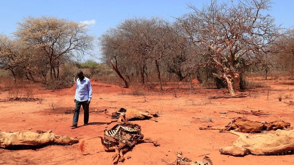 Humanitarian crisis unfolds in Ethiopia as millions are displaced by conflict and drought