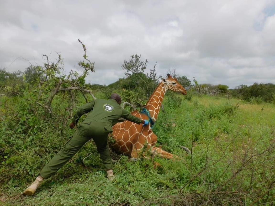 Giraffe conservation groups raise alarm over surge in Somali giraffe poaching