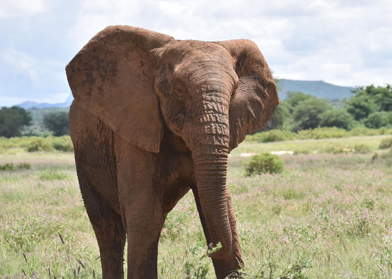 Mystery of tuskless male African elephant in Samburu leaves scientists puzzled