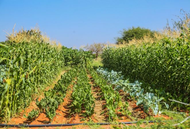 Sustainable agriculture takes root in arid Wajir