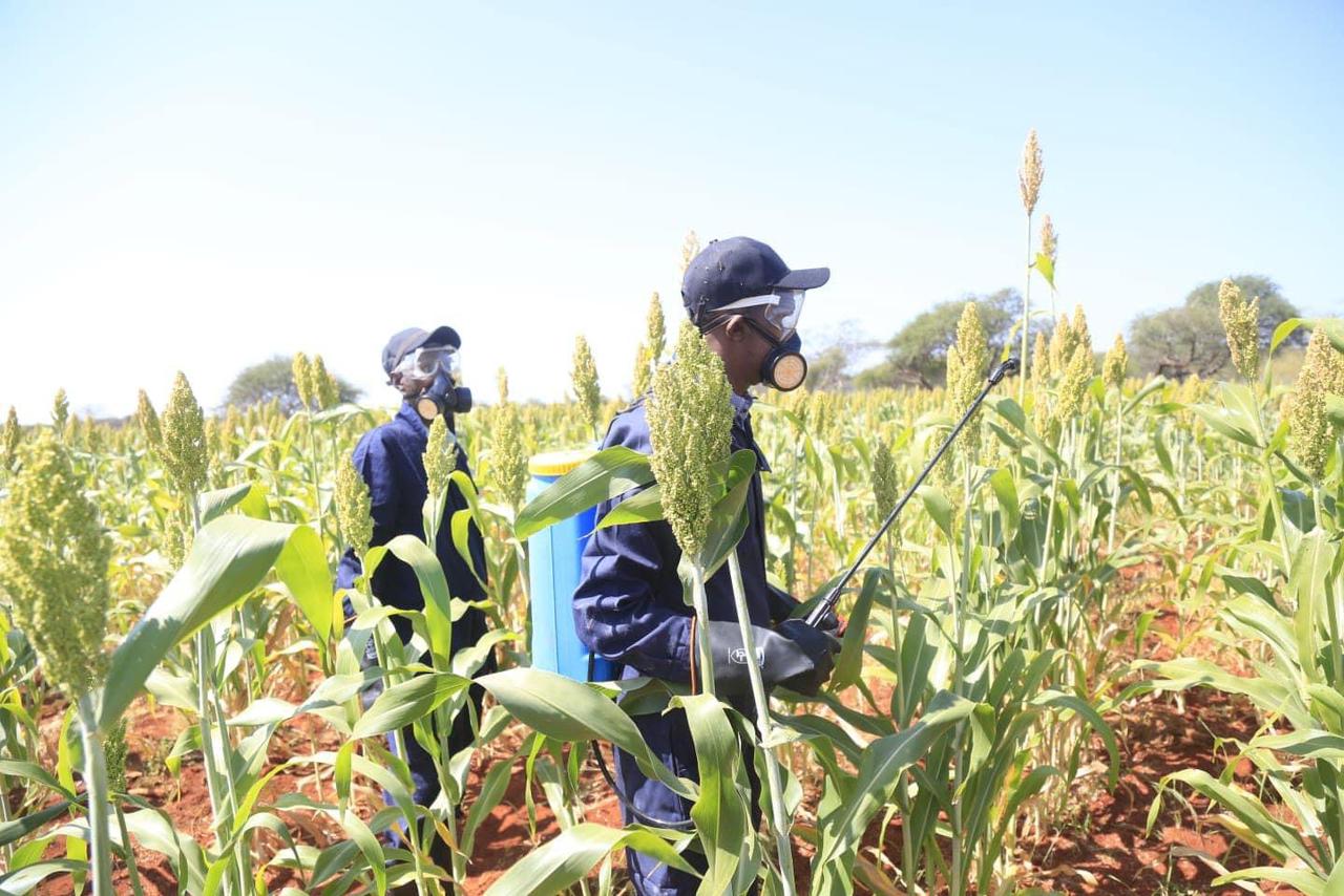 Mandera County takes swift action against fall armyworm