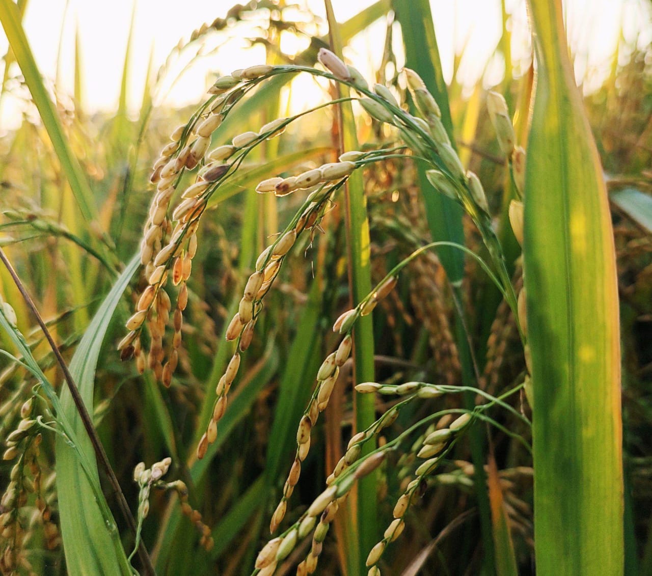 University of Embu researchers achieve breakthrough with hybrid basmati rice