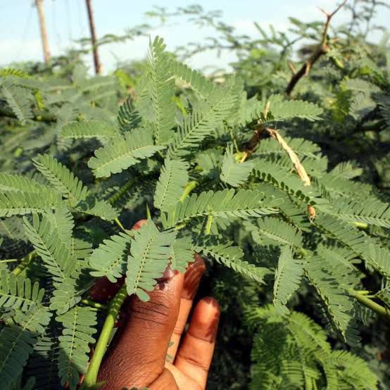 Experts present Mathenge tree management plans to Environment Ministry