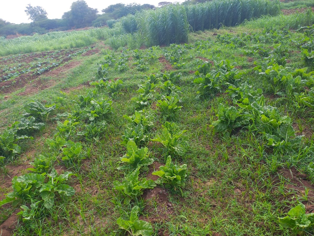 Garissa County officials alleviate fears of desert locust infestation in Sankuri Ward - Hudhud Irrigation Farm blooms with a diverse range of crops in Sankuri, Garissa County on Wednesday. (Photo: Yunis Dekow)