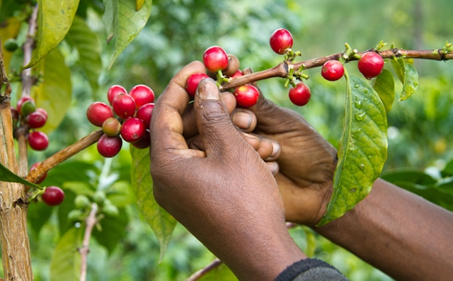Win for coffee farmers as Cabinet approves Sh6.8bn debt write-off
