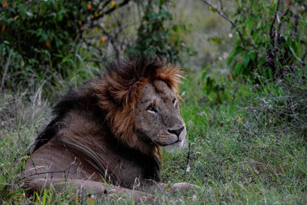 Stray lion kills man in Kwale