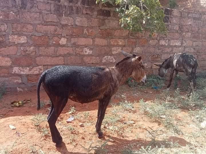 Donkey cart explosive kills police officer, injures 4 in Mandera - The donkey that an attacker used to transport an explosive device to Mandera on January 18, 2024. (Photo: Yunis Dekow)