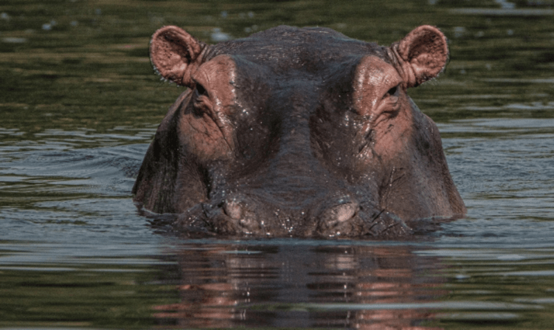 Uproar over hippo invasion in Kilifi, Lamu farms