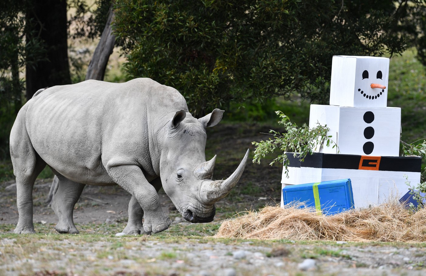 Scientists reveal IVF breakthrough that could save rhino species