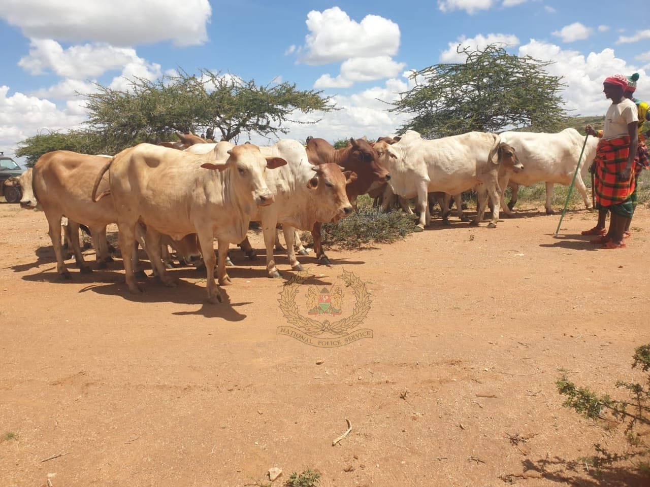 Police recover 66 stolen cattle in Isiolo