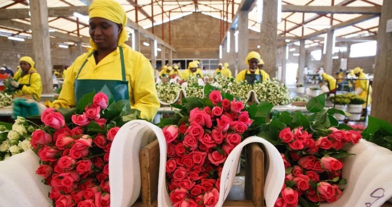 Flower farmers hopeful for Valentine's Day windfall despite tough times