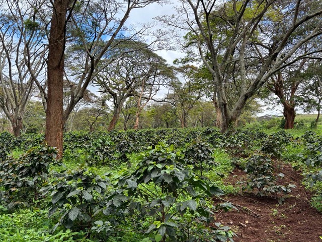 Macadamia firm Pamoja secures Sh1.2bn funding, targets 13,000 farmers in East Africa - Some of the macadamia farms owned by the Pamoja Company. (Photo: Farhiya Hussein)