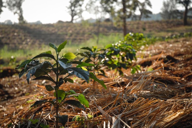 Government bans macadamia harvests until March 2025 to curb immature exports