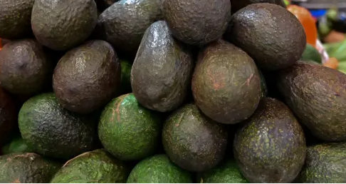 Kenya resumes avocado export after four-month hiatus