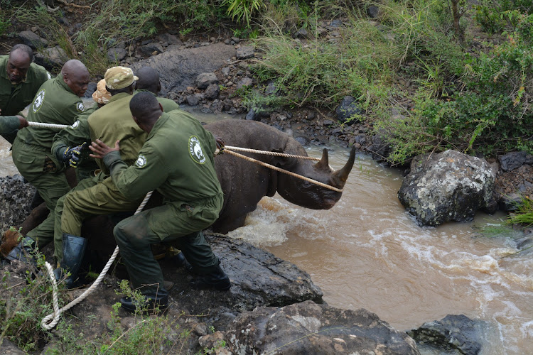 Kenya relocates 21 black rhinos to save them