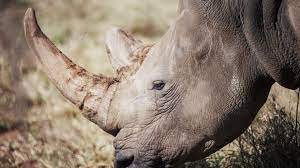 Nearly 500 rhinos killed as poaching increases in South Africa