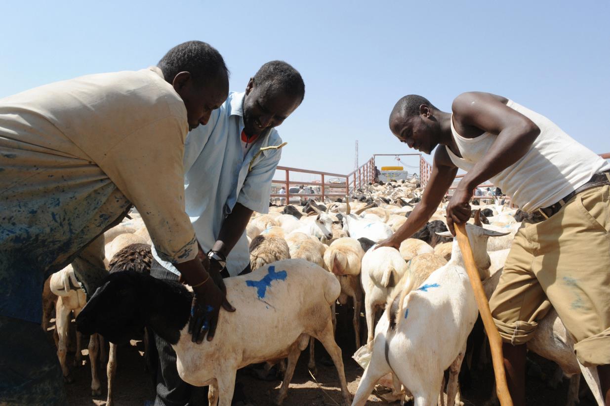 Livestock insurance offers hope to drought-hit Somalia pastoralists