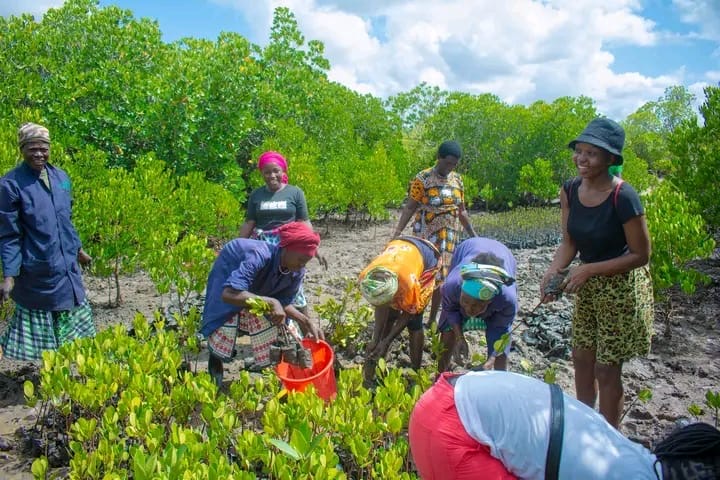State, Kilifi County urged to prioritise fencing of all Kaya forests
