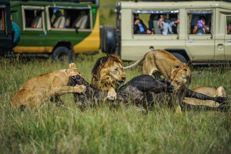 Kenya tops global wildlife photography destinations list