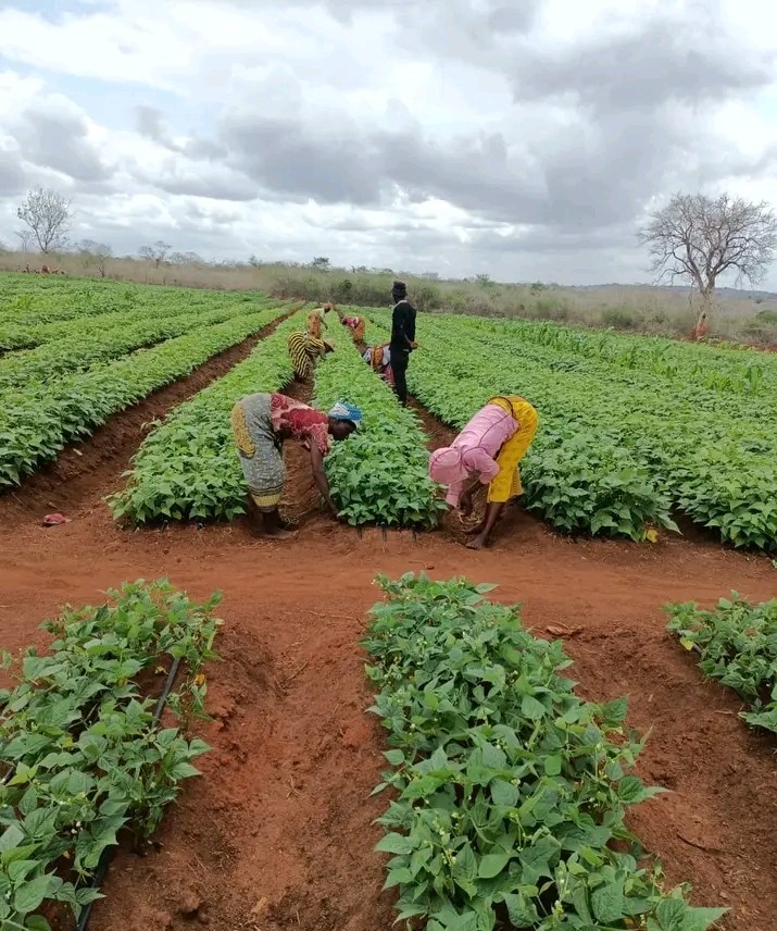 Farm workers tend to crops at a farm owned by Omar Mwamairi (26 years) a civil engineering graduate, Abdallah Juba (25 years) a business administration graduate and Juma Mwaleso (28 years) a geophysics graduate at their farm in Mtsungani, Kwale County. (Photo Mishi Gongo) 