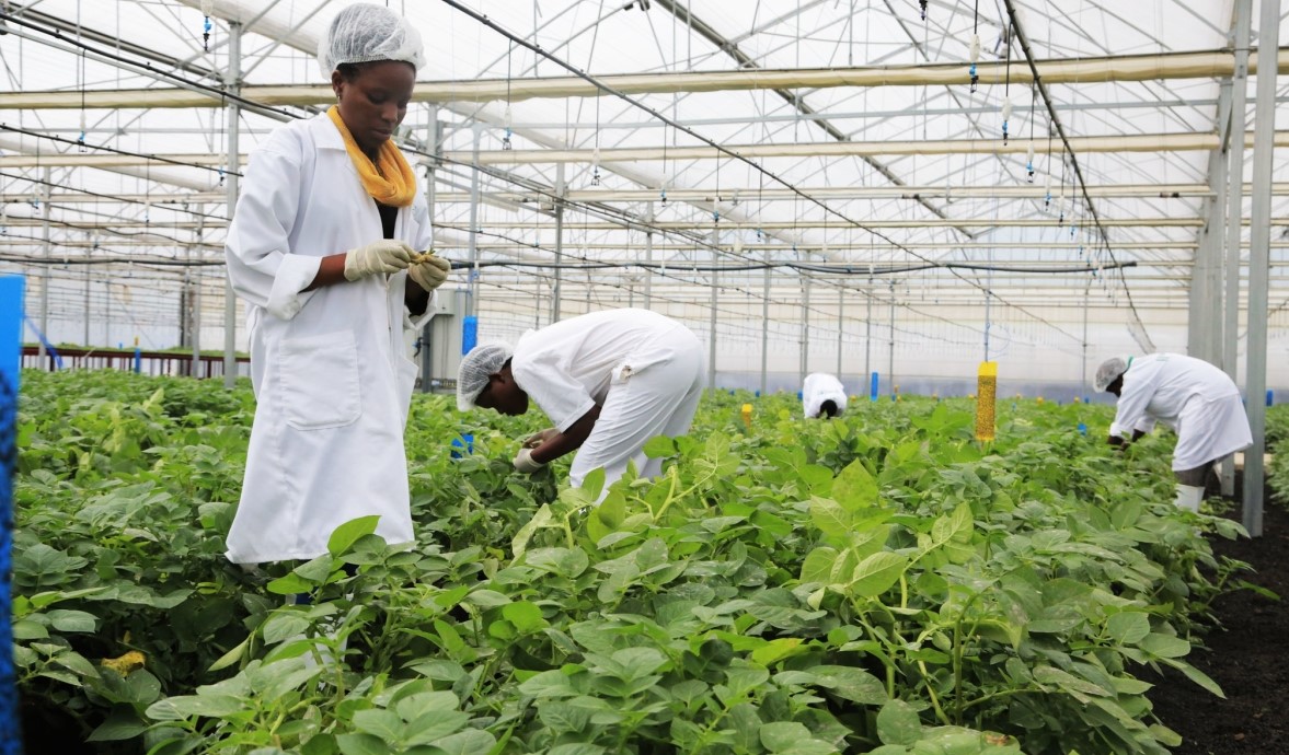Inside Rwanda's biosafety law to regulate GMOs