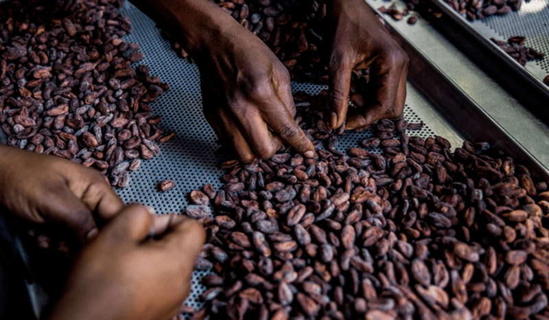 Cocoa crisis: Prices surge to record highs due to poor harvests in West Africa