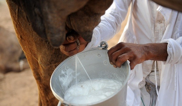 Untapped potential: Camel milk can turn around pastoralists' fortunes