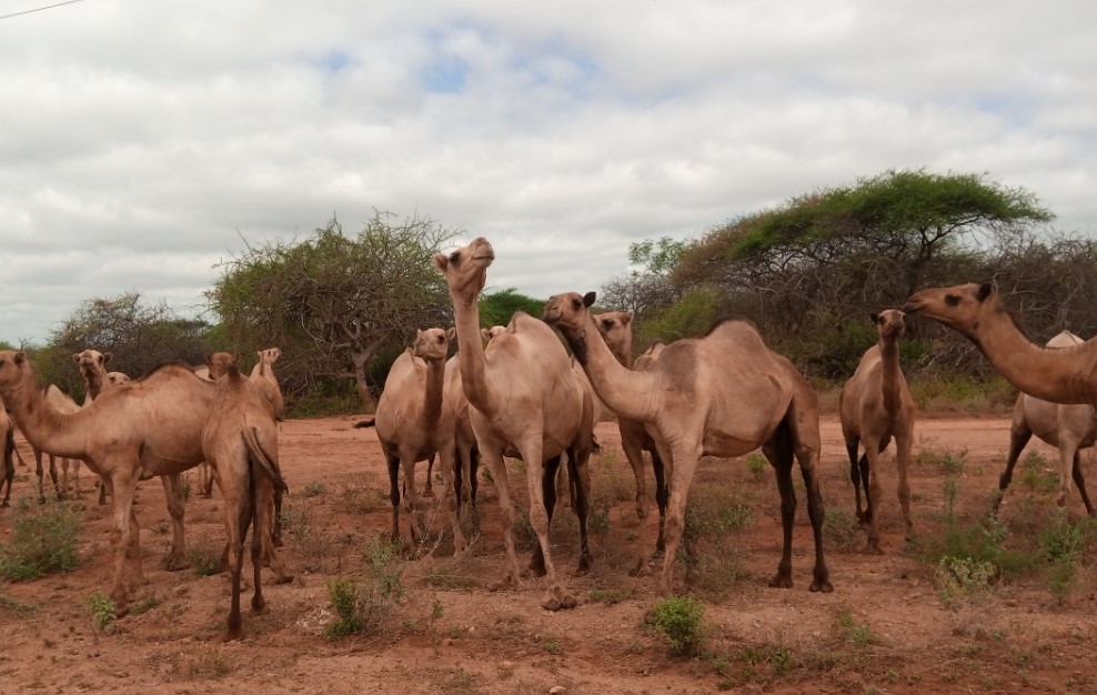 Herder shot dead, 120 camels stolen in Isiolo bandit attack