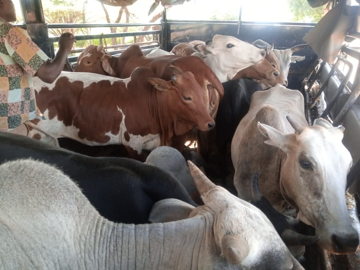 Relief for pastoralists as state launches livestock feeding programme