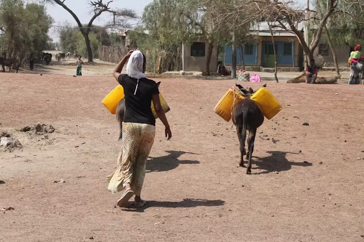 Why donkeys are the unsung heroes in Ethiopia’s humanitarian crisis