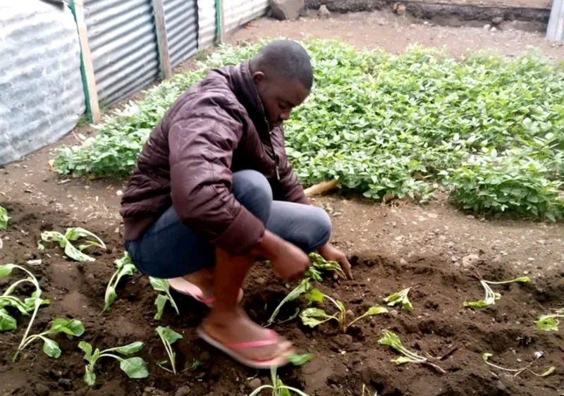 Urban dwellers embrace kitchen gardens for food security