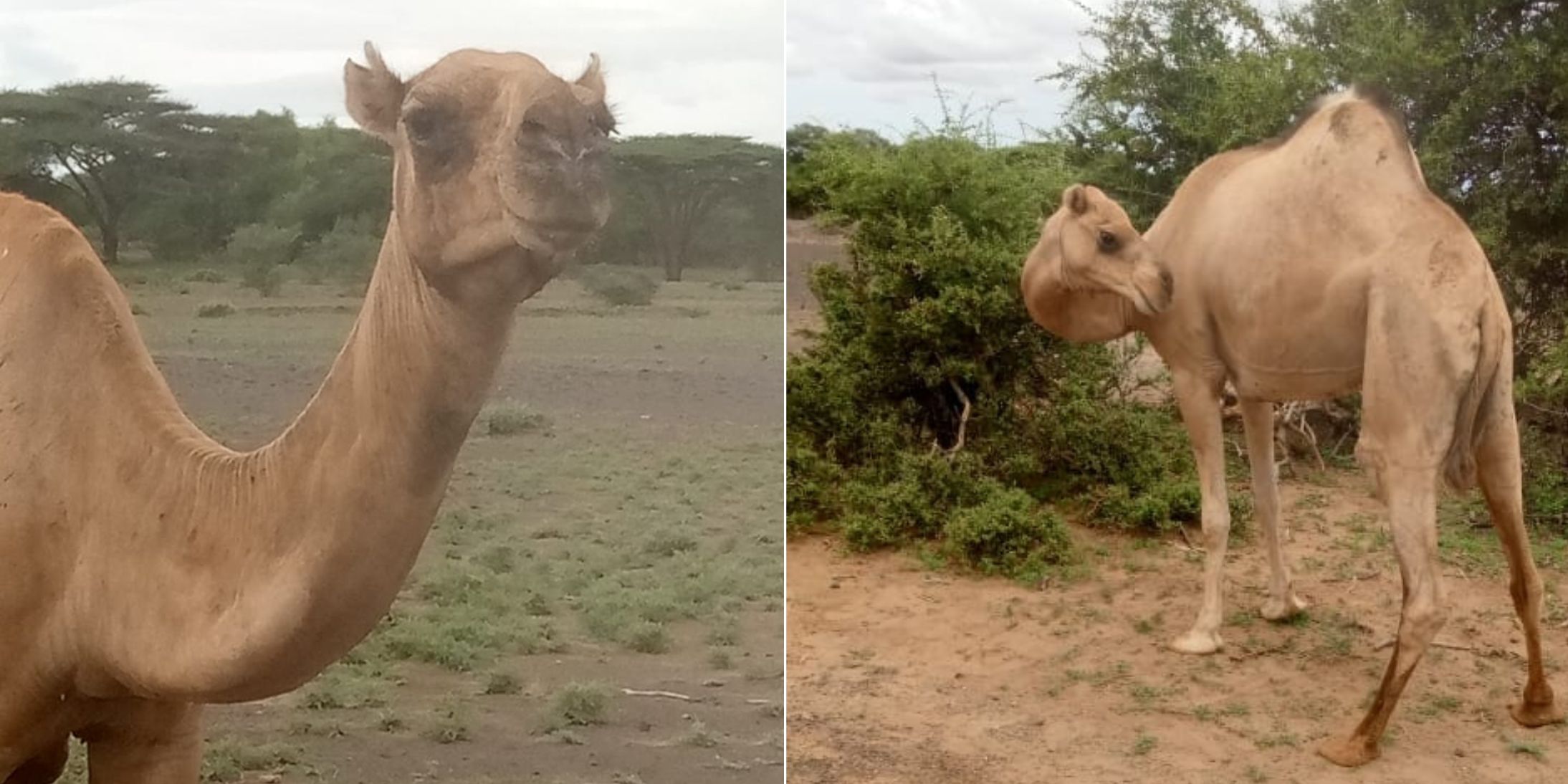 Outbreak of mysterious diseases killing camels worries Marsabit pastoralists
