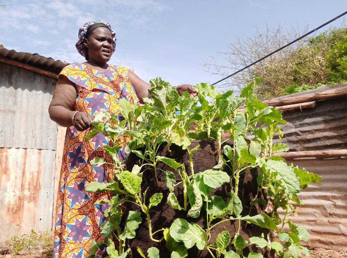How vertical bag farming is benefitting drought-hit women in Isiolo