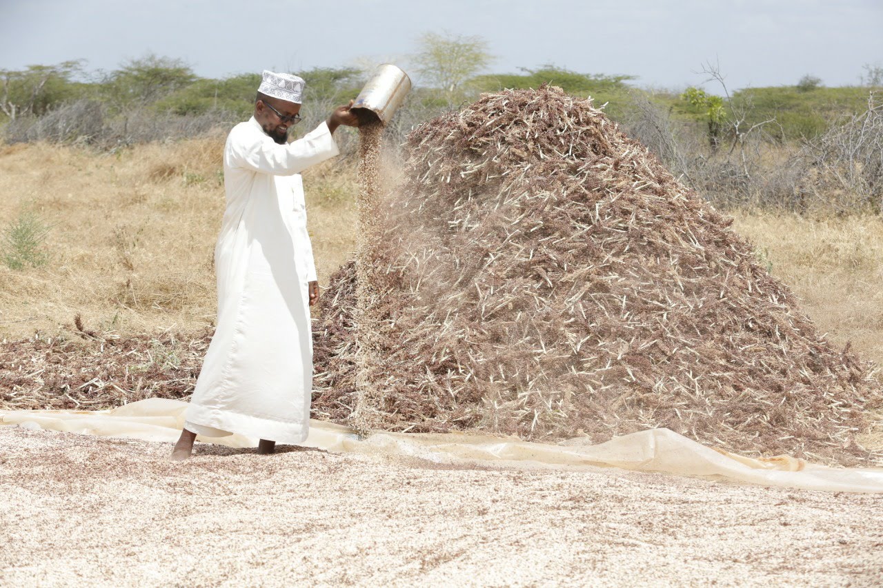 How pastoralist is reaping big from irrigation farming