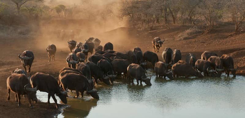 Report reveals alarming decline in wildlife numbers in Africa