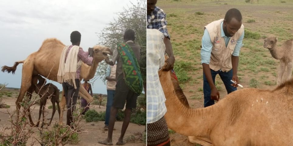 A veterinary officer from Veterinary Sans Frontiers Organisation  attends to a a sick camel in Korka Sub Location, North Horr Ward in Marsabit County. A mysterious diseases  targeting camels has seen pastoralist farmers from the county  lose more than 300 camels worth millions of shillings. /Photos by Boru Ndambala- North Horr Ward Camel Keeper.