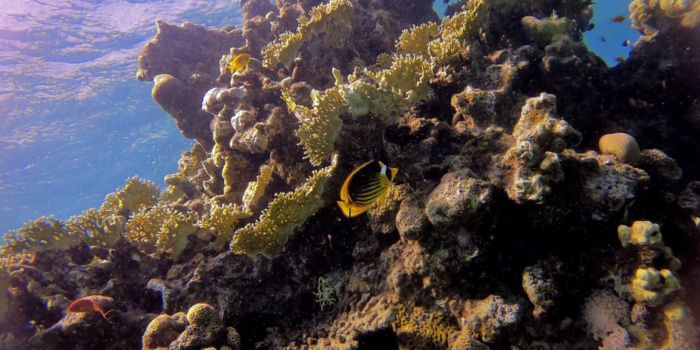 Coral bleaching: Worry as fish populations decline at the Coast