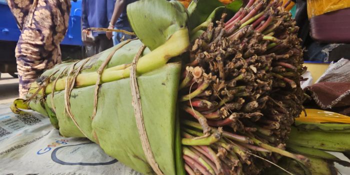 Featured image for OPINION: Banning muguka, miraa at the Coast is the least we can do to save lives