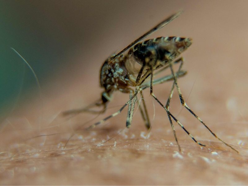 Featured image for Kenya to deploy genetically modified mosquitoes to curb malaria