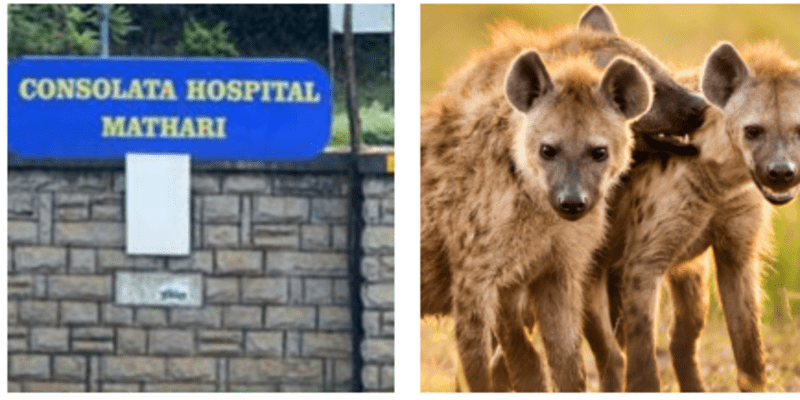 Featured image for Elderly man fights for life after hyena attack in Isiolo County