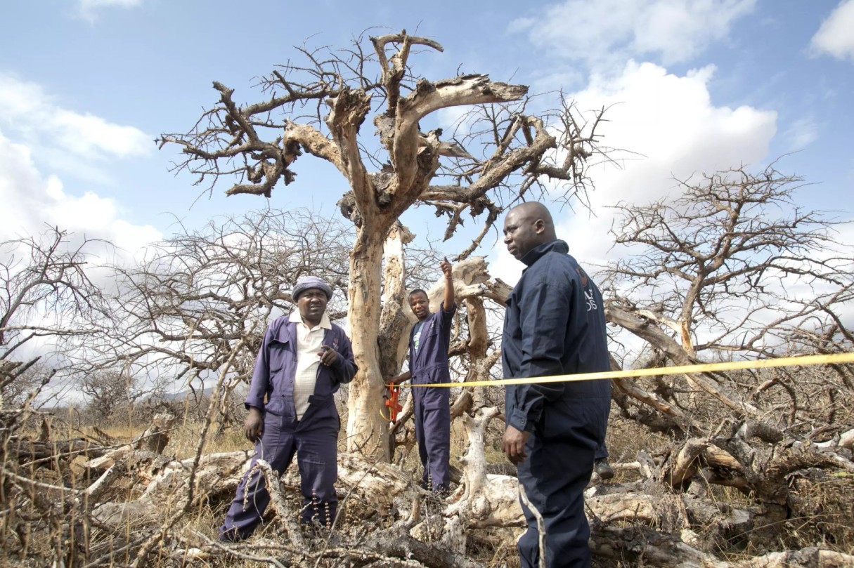 Environment technicians gather bio data from vegetation being quantified for carbon sequestration at Kasigau wildlife corridor in Taita-Taveta county on August 9, 2023. (Photo:Tony Karumba, AFP) 
