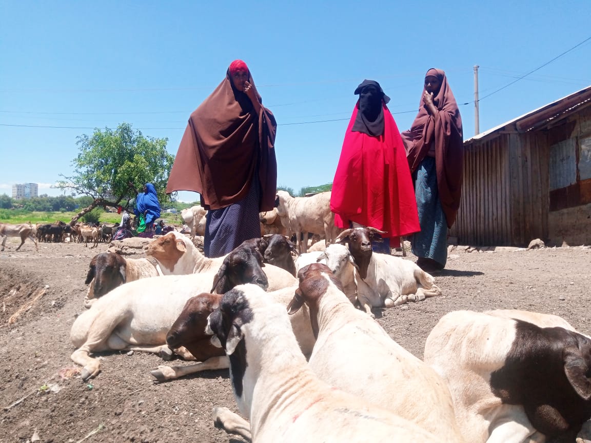 Isiolo widows pick up the pieces after losing husbands to bandits