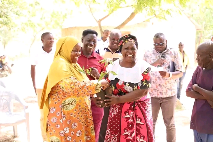 Kwale Governor Fatuma Achani gives a local Kwekwe Kombo (right), a hybrid mango seedling at Kubo in Kinango sub-county. (Photo Mishi Gongo)