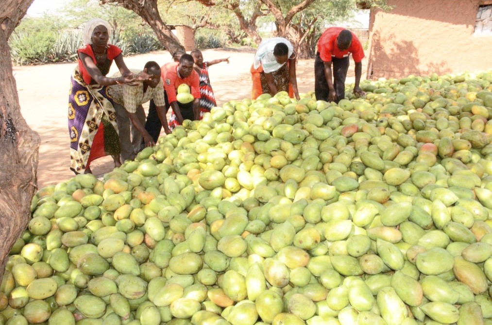 Sweet relief: Women's juice factory targets exploited mango farmers