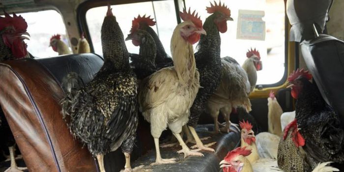 Featured image for Kenya, Tanzania resolve long-standing poultry export dispute