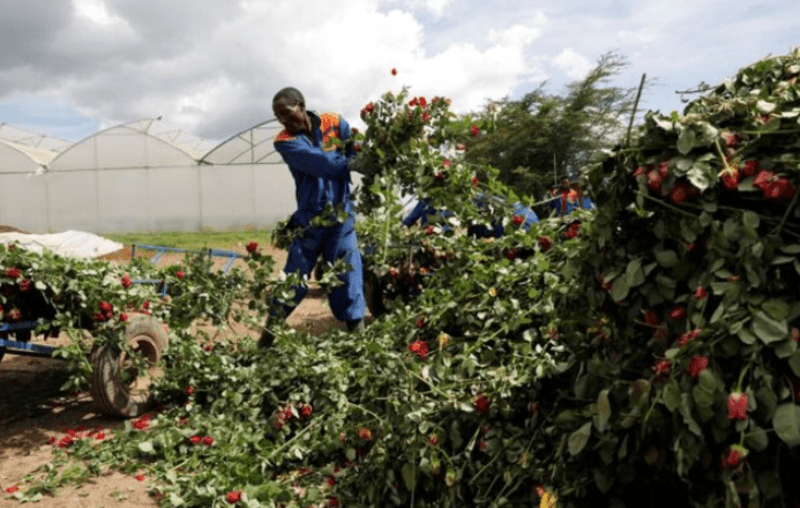 EU grants Kenya duty-free and quota-free market access for all exports